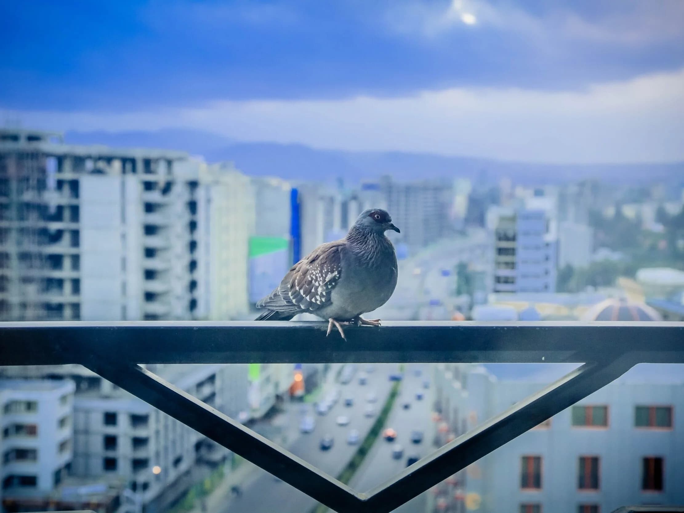 Bird and rodent control and exclusion work in Southern California