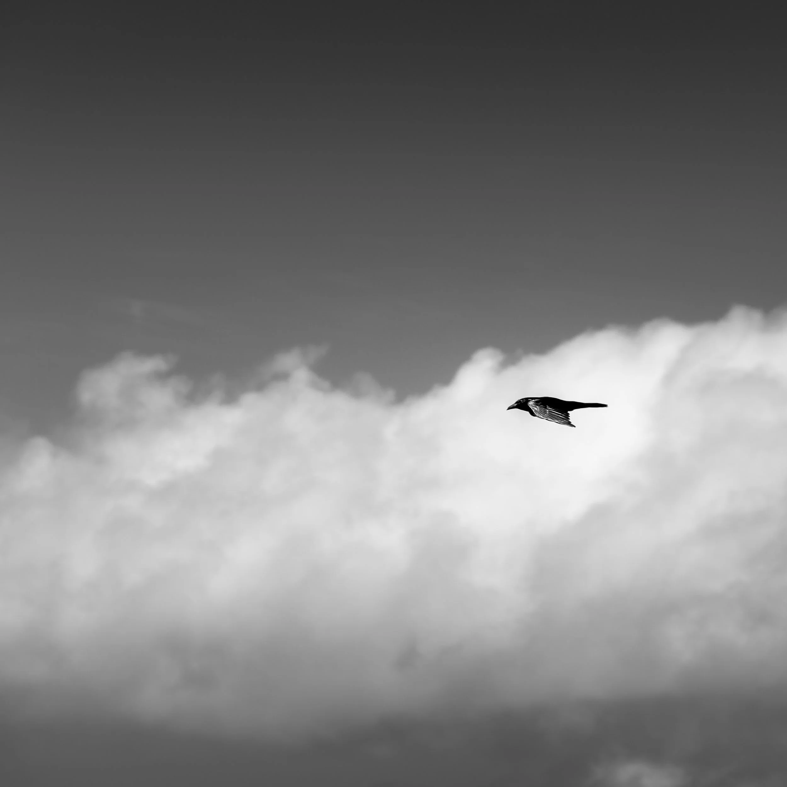 Raven field work in progress