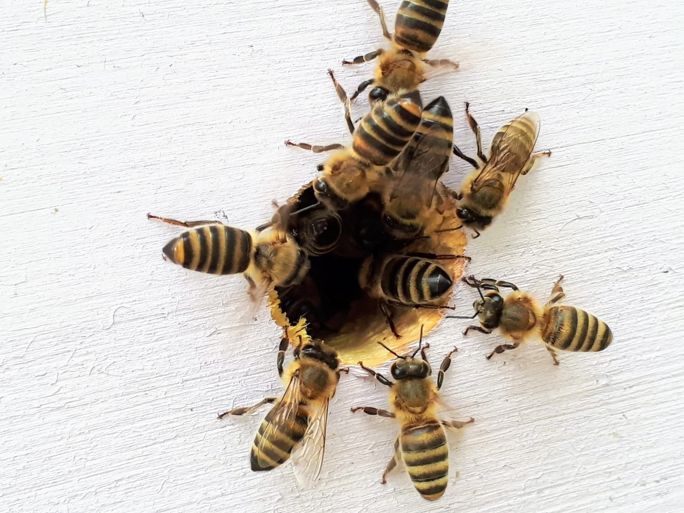 General pest control service for ants, roaches, and insects in Southern California