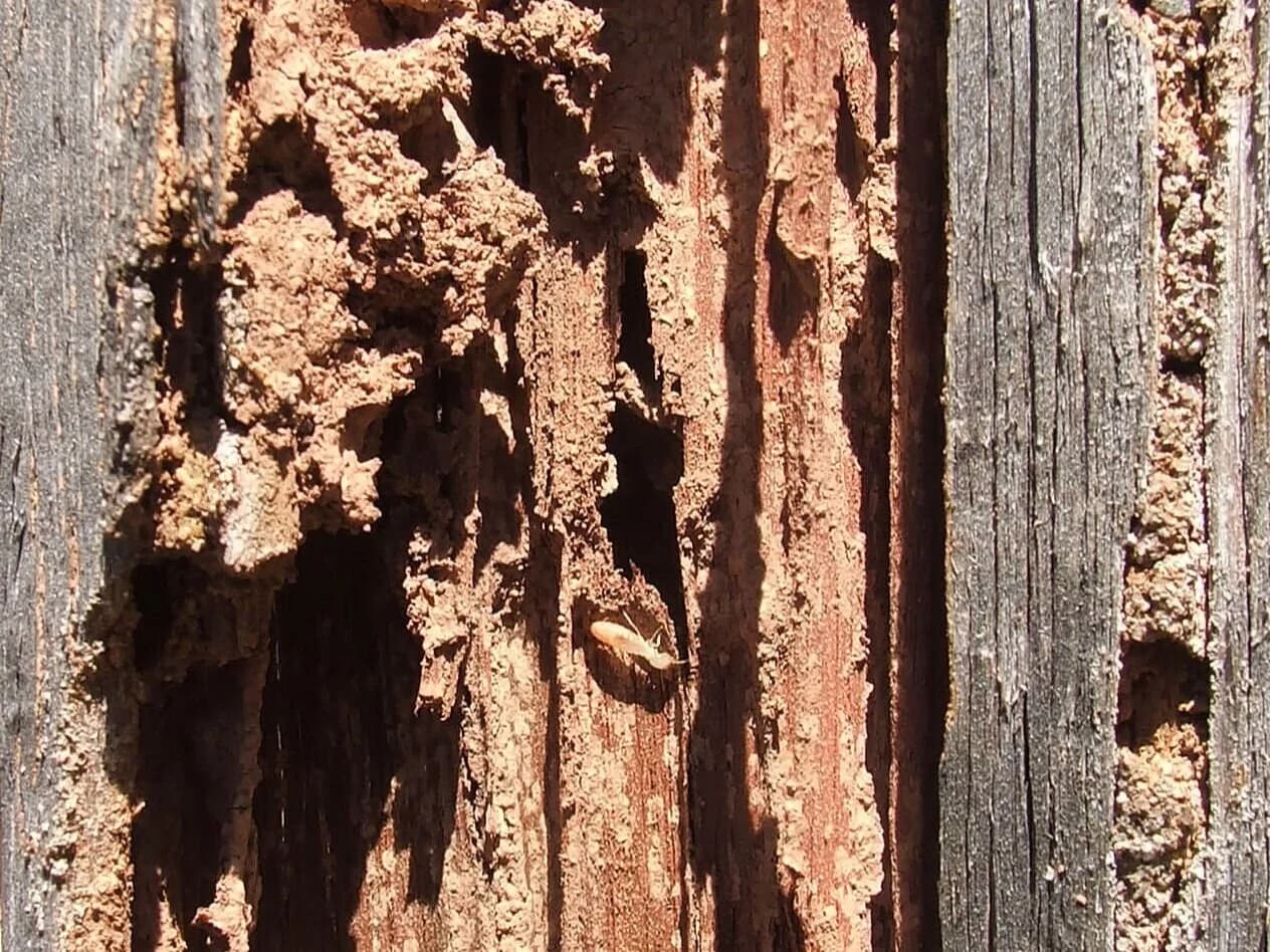 Termite inspection and treatment for a Southern California home