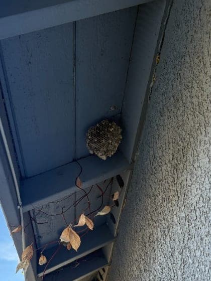 Paper wasp nest built under the eave of a house